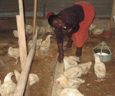 A beneficiary of Enterprising Women in her Poultry